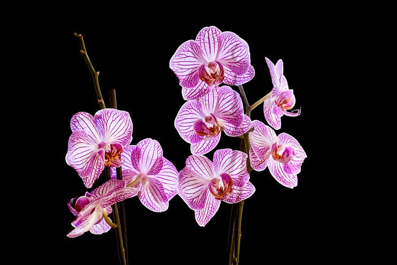 Orchid by Fotografie Arthur van Leeuwen