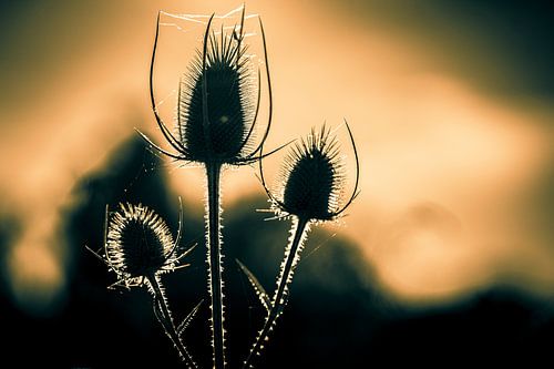 Distels met tegenlicht