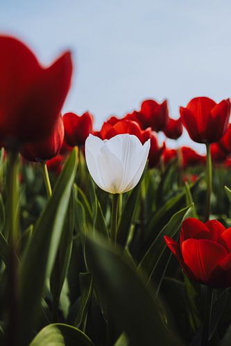 Een witte tulp, omringd door een zee van vurige rode tulpen