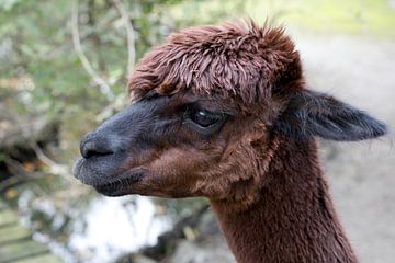 Portrait of a brown alpaca aka Vicugna pacos a mountain llama from South America by W J Kok
