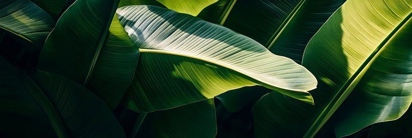 Feuilles dans la lumière par Poster Art Shop