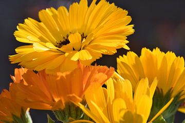 In de zon, een zonnige gele en oranje goudsbloem van Jolanda de Jong-Jansen