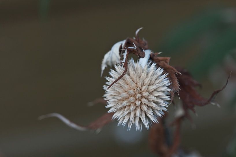 Distel (kogel) van Jos Verhoeven