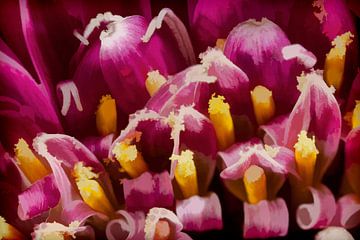 rose-paarse bloemen met gele kern van Michar Peppenster