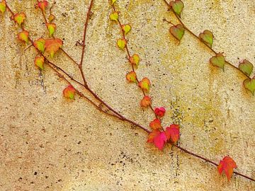 Living Wall (Klimplanten op muur) van Caroline Lichthart