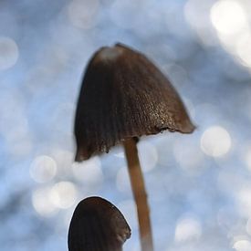 Icy Mushrooms by Patricia van Nes