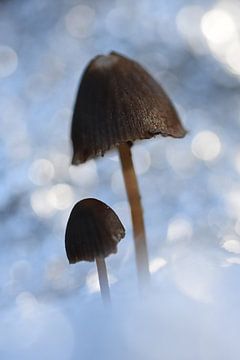 Icy Mushrooms van Patricia van Nes
