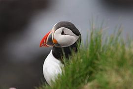 Puffin by Maarten Noort
