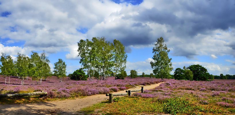 Panorama de bruyère 5 par Edgar Schermaul