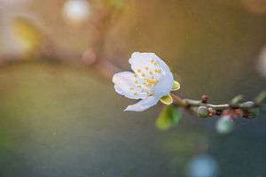 Fleur aspirant à la lumière du soleil