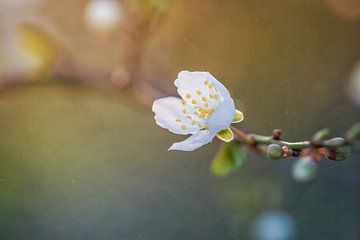 Blüte sehnt sich nach Sonnenlicht von Arja Schrijver Fotografie