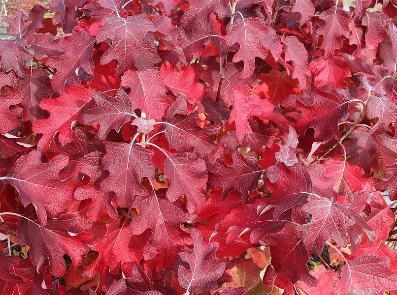 Hortensia à feuilles de chêne par Matthias Brix