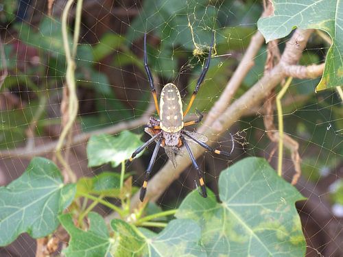 Nephila senegalensis