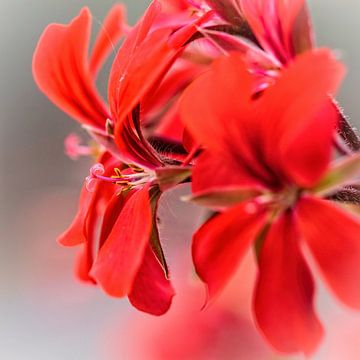Red Geranium by Rob Boon