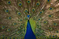 Paon : fier de ses plumes.