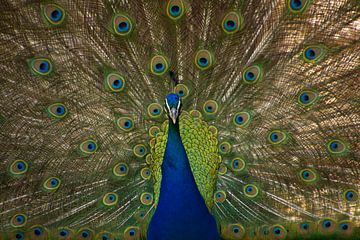 Peacock : proud of his feathers. by Wendy de Waal