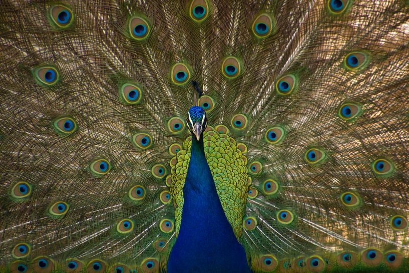Pfau : stolz auf sein Gefieder. von Wendy de Waal