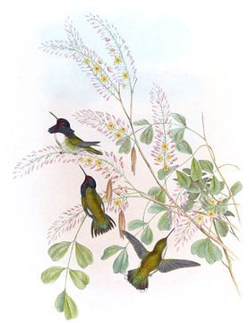 Costa's Calypte, John Gould van Hummingbirds