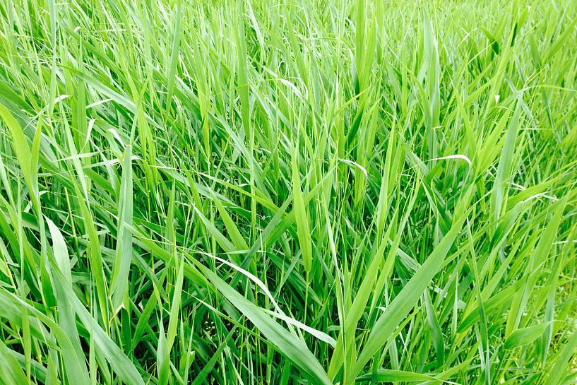 Green Grass von Wiljo van Essen