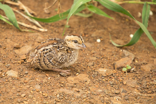 Sandgrouse chick