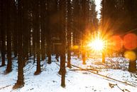 Zonsopkomst in besneeuwd bos (Nederland) van Marcel Kerdijk thumbnail