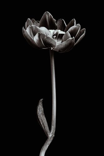 Tulip