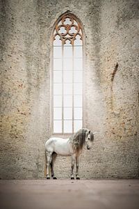 Etalon espagnol dans une vieille église | photographie de cheval | grande fenêtre