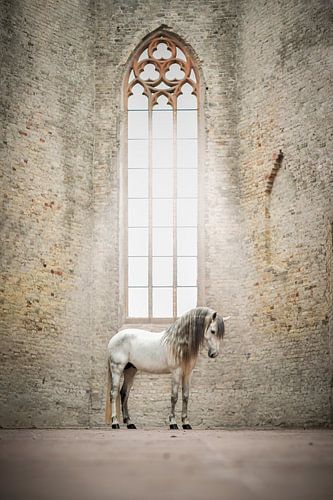 Spaanse hengst in oude kerk | horse photography | groot raam
