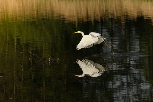 Zilverreiger van Lucia Leemans