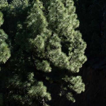 Fluwelen Groene Pijnbomen van La Palma van Barbara Raatgever