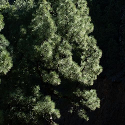 Fluwelen Groene Pijnbomen van La Palma