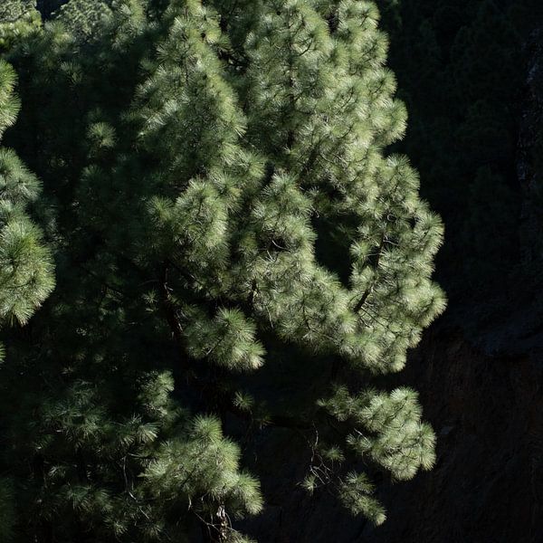 Pins verts de velours de La Palma par Barbara Raatgever