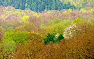 Farben im Frühjahr