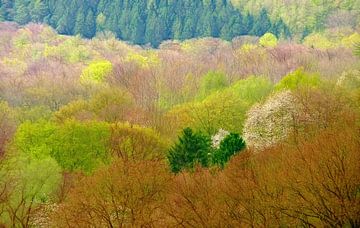 Farben im Frühjahr von Caroline Lichthart