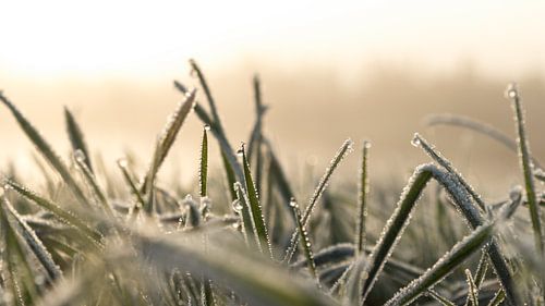Dauw in de Achterhoek