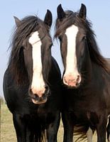 Paarden