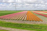 Farbpalette der Felder im Frühjahr von eric van der eijk Miniaturansicht