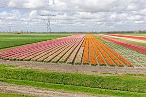 kleurenpalet van de bollenvelden in de lente van eric van der eijk