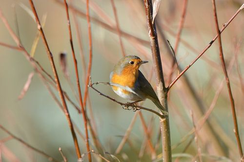 roodborstjemet verschillende roodtinten ...
