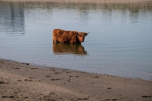 Hooglander heeft het warm