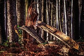 Sturmschäden von Rob Boon