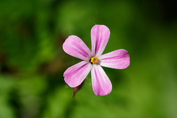 Refined Robert’s-weed in the Green