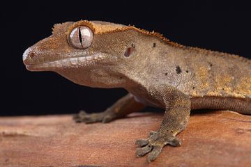 Crested Gecko (Correlophus ciliatus) by Ronald Pol