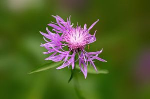 Paarse bloemen Bloesem van een Bluebell van Mario Plechaty Photography