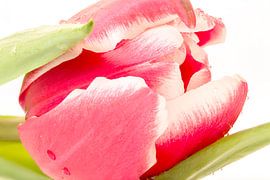 Tulpe von Tanja van Beuningen