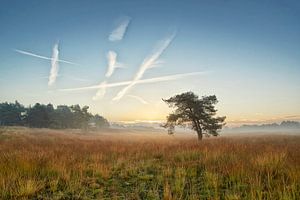 Misty Sonnenaufgang