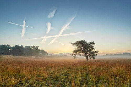 Nevelige zonsopkomst Hoog Soeren