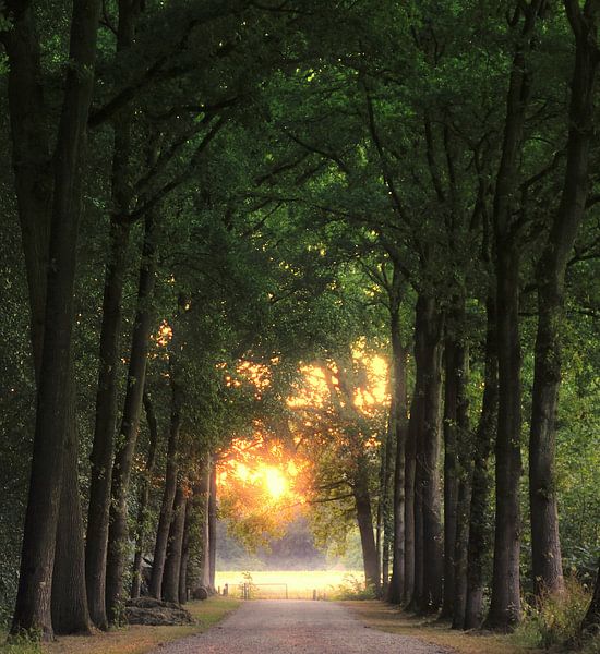 Goud aan t einde van de weg von Pieter Heymeijer