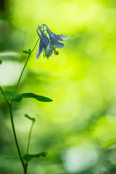 columbine by Fernand Reiter