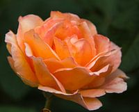 Oranje roos 2